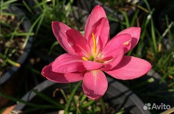 Зефирантес. Выбор сортов с доставкой