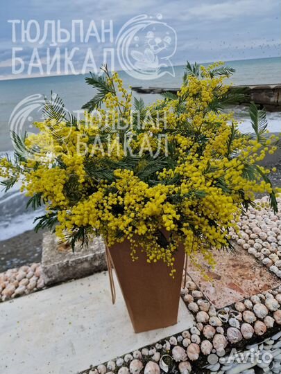 Свежие ветки мимозы розница/опт