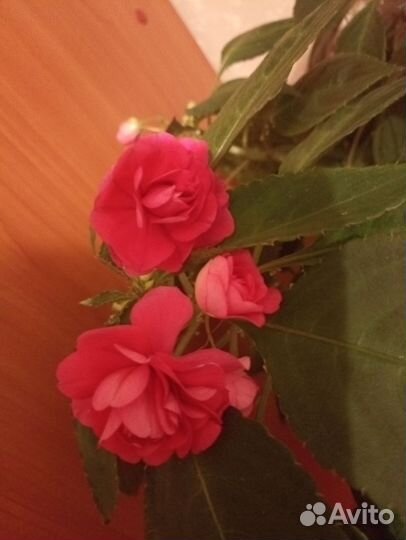 Бальзамин сортовой