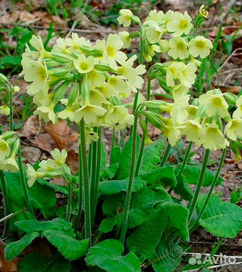 Примула мелкозубчатая