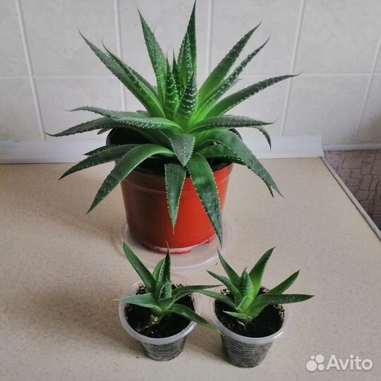 Алоэ Остистое