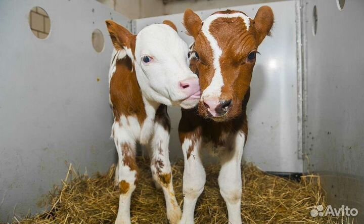 Ч бычки холмогоры сименталы абердины ангусс