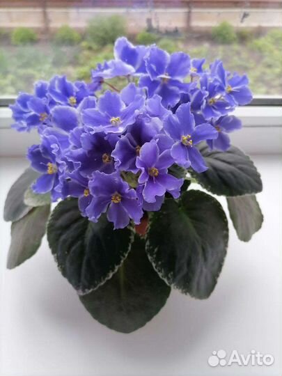 Черенки сортовых фиалок