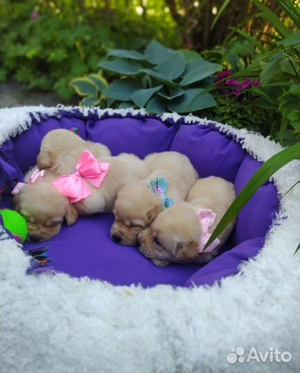 Щенки лабрадора