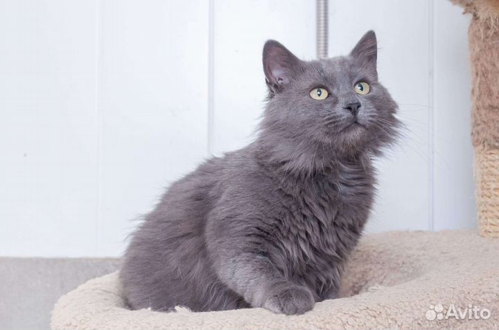 Котик нуждается в доме