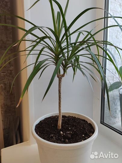 Драцена маргината