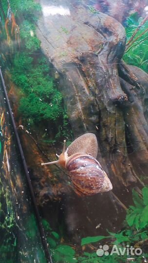 Улитки Ахатины бесплатно