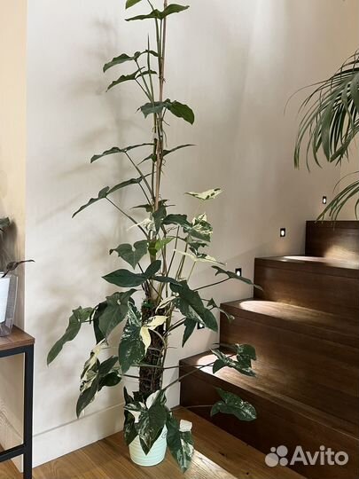 Сингониум imperial вайт