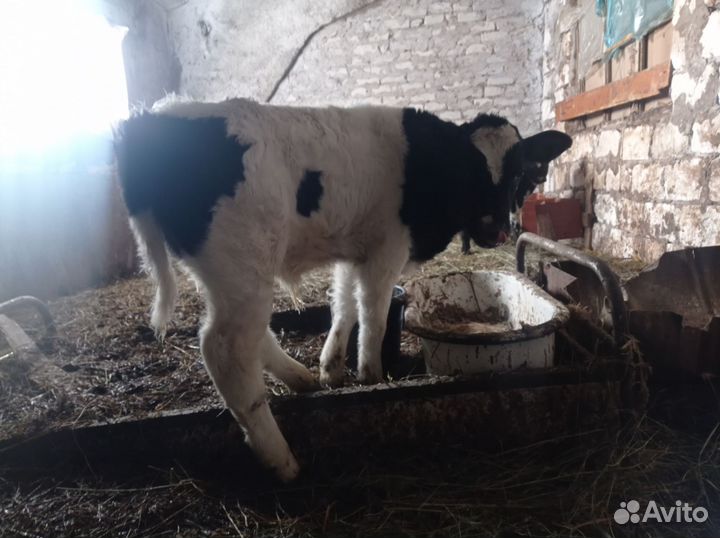 Телята, телки и бычки