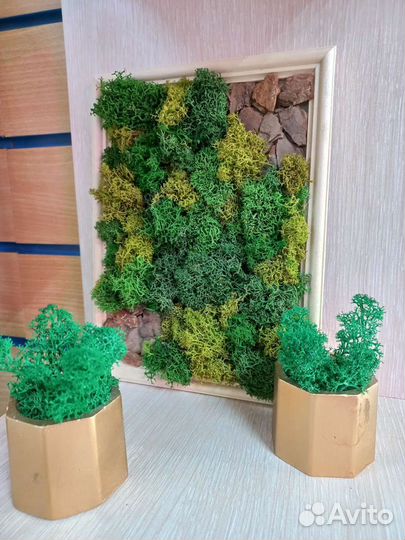 Картина из стабилизированного мха