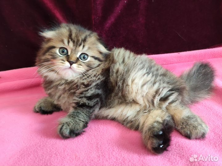 Котята хайленд фолд