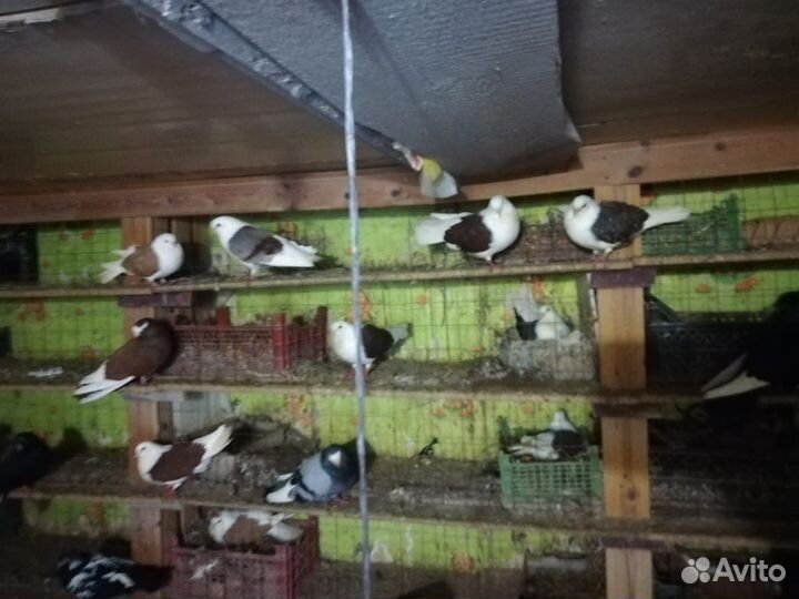 Продаются голуби, читайте описание