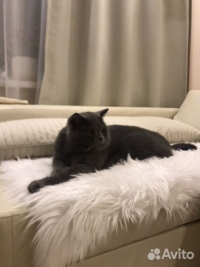 Британский кот для вязки