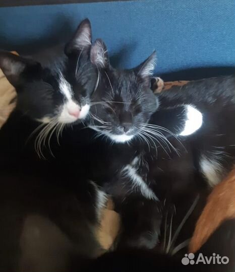 Кошки и коты в дар