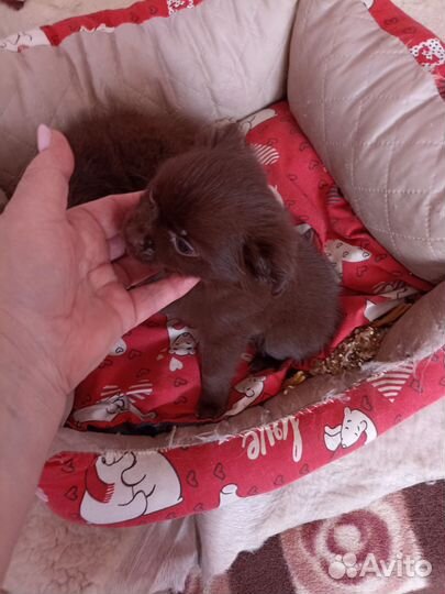 Щенки чихуахуа