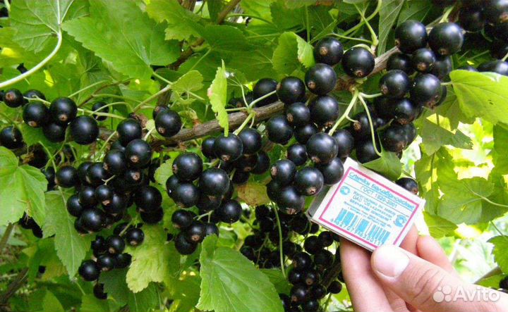 Черная смородина саженцы