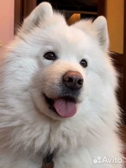 Щенки самоеда