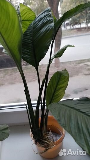 Цветок женское счастье