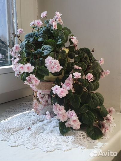 Фиалка трейлер