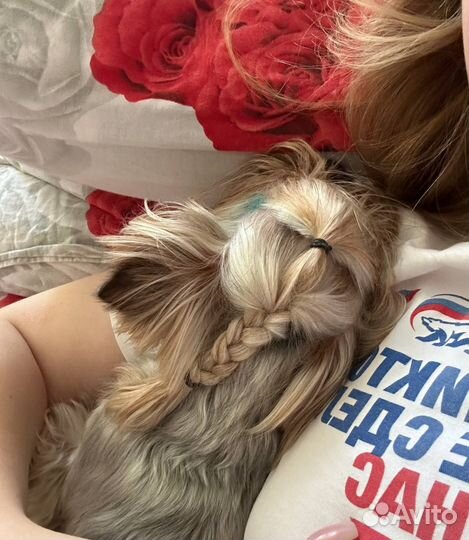 Передержка животных/догситтер/кэтситтер