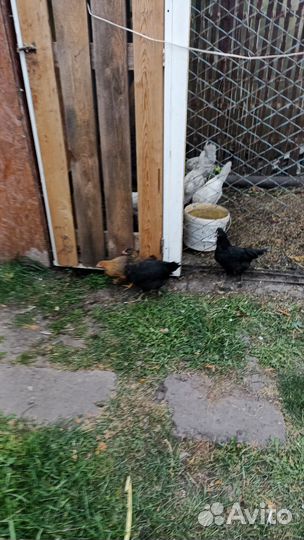 Курочки молодки