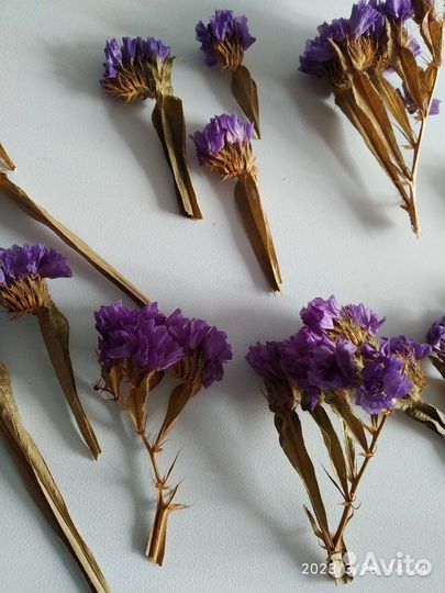 Сухоцветы для творчества