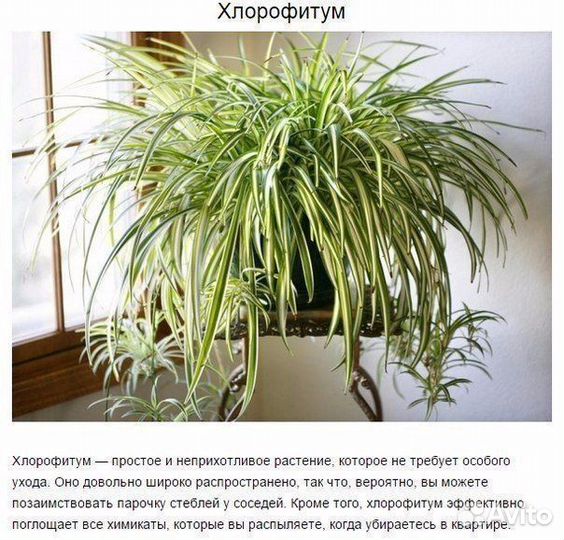 Хлорофитум Океан и Хохлатый