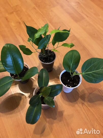 Полезные и красивые растения