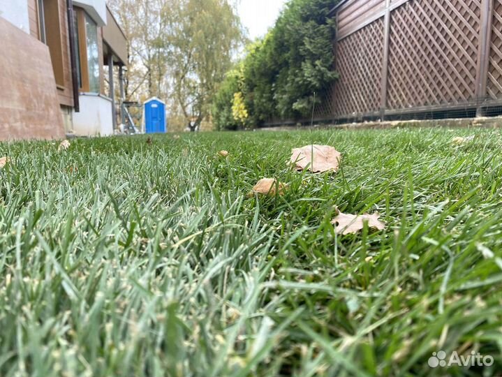 Рулонный газон с укладкой