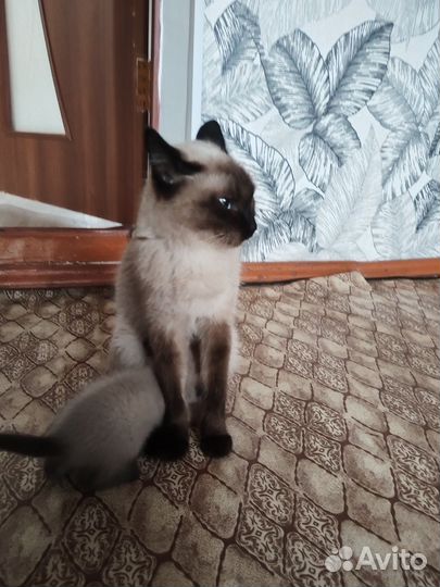 Котята сиамские, мальчик и девочка