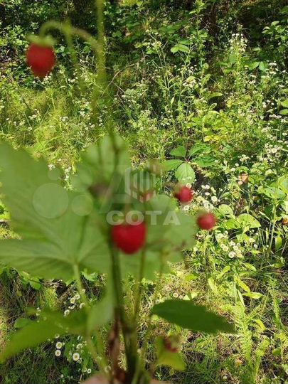 Участок 15 сот. (ИЖС)