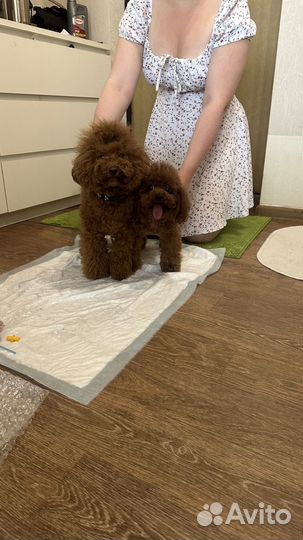 Тикап пудель Тедди Китай вязка 21см малина