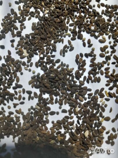 Семена фацелии