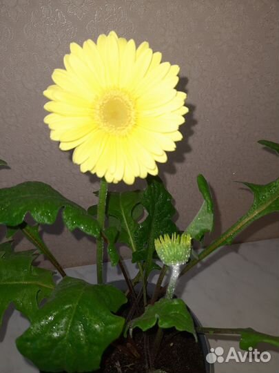 Гербера лимонная