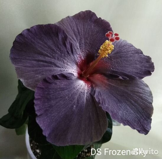Гибискус DS Frozen Sky
