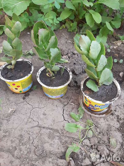 Каланхоэ цветущий