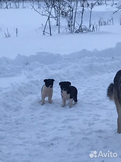 Щенки карельская медвежья лайка