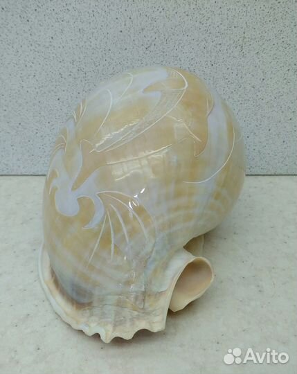 Фалиум с дельфином 11,4 морская ракушка раковина