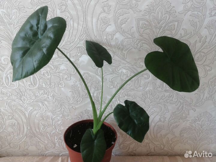 Декор для интерьера