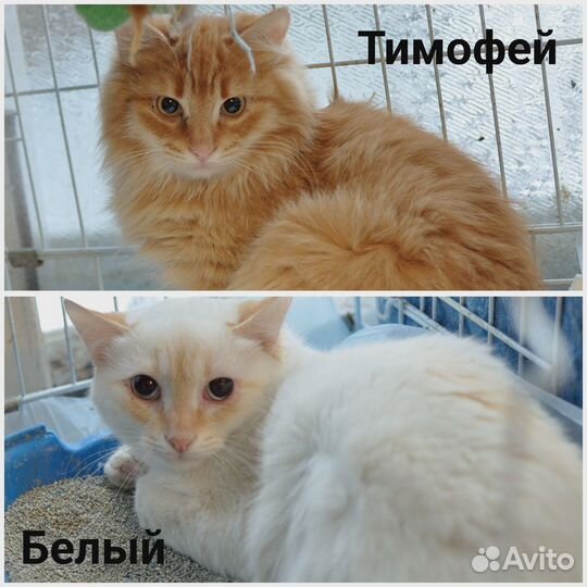 Шикарные коты