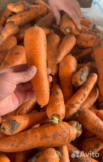 Морковь