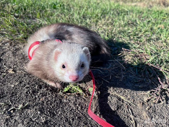 Домашний хорек