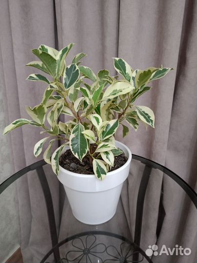 Фикус ретуза гавайская