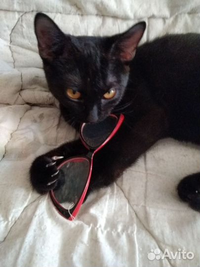 Кот чёрный