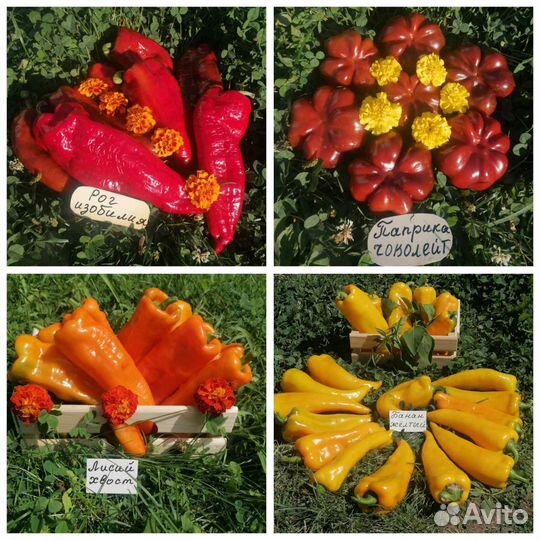 Семена сладких сортовых перцев