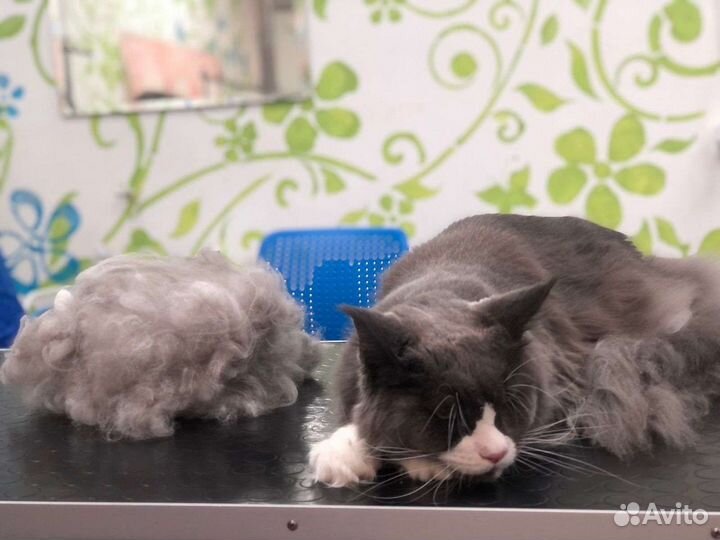 Вычес и стрижка мейкунов и других кошек