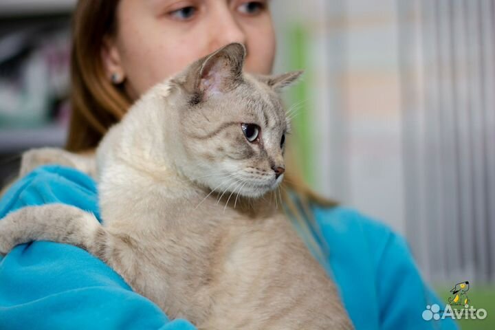 Красавец Лазурит в добрые руки