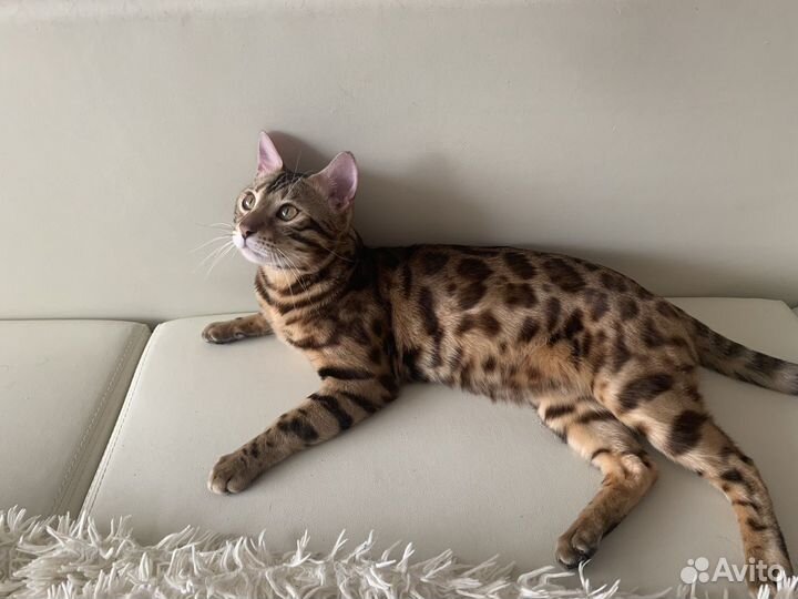 Бенгальский кот Вязка