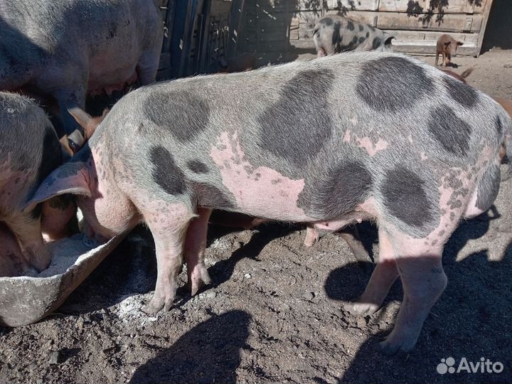 Хряк на племя