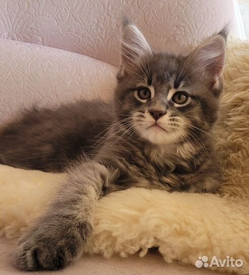 Котята мейн-кун
